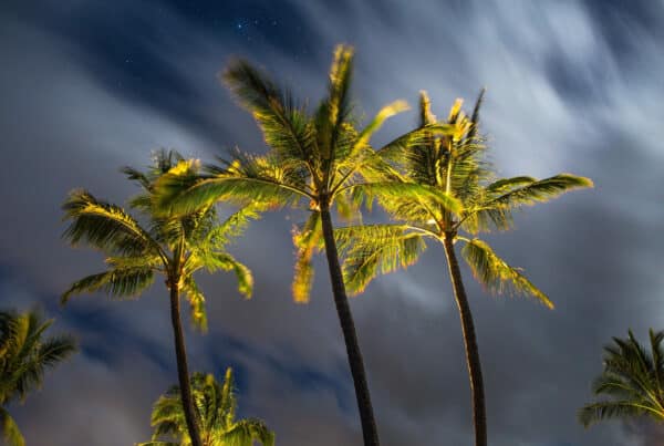 Florida palm trees at night