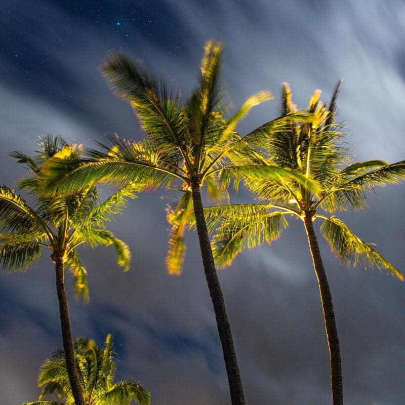 Florida palm trees at night