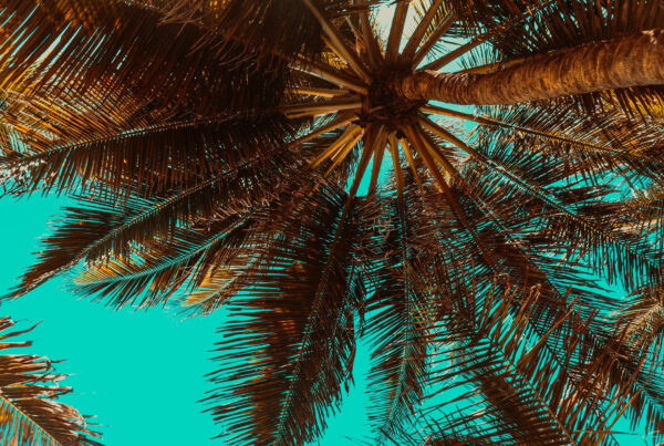 Florida palm trees against sky