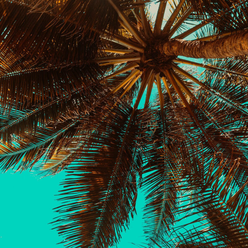 Florida palm trees against sky